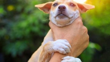 Animal Abuse Dog Animal Abuse Dog