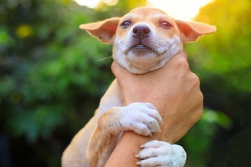 The Persistent Shadow: Animal Cruelty in the United States – A TiK4TaT Exclusive