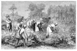 slavery